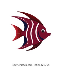 maroon angel fish on white background
