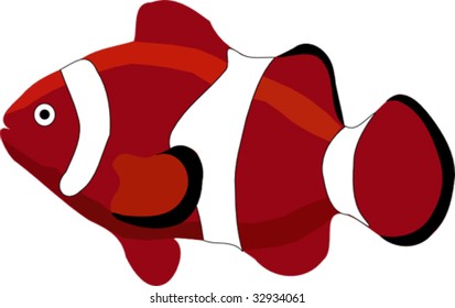 maroon clown fish