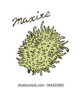  Maroon cucumber called maxixe in Portuguese. Vector illustration