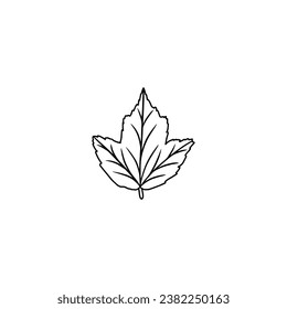 marple leaf vector illustration. hand drawn on white background.