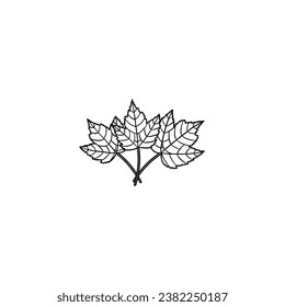 marple leaf vector illustration. hand drawn on white background.