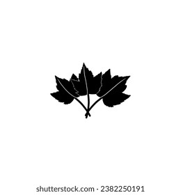 marple leaf vector illustration. hand drawn on white background.