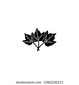 marple leaf vector illustration. hand drawn on white background.