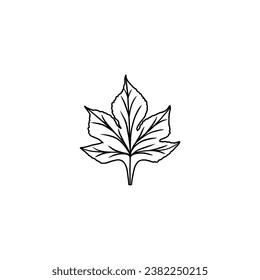 marple leaf vector illustration. hand drawn on white background.
