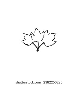marple leaf vector illustration. hand drawn on white background.