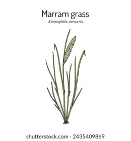 Marram grass or European beachgrass (Ammophila arenaria), sand binder plant. Hand drawn botanical vector illustration