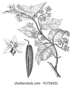 Marsdenia Condurango (Medicinal plant) - Vintage illustration from Meyers Konversations-Lexikon 1897