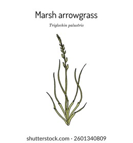 Marsh arrowgrass, Triglochin palustris, medicinal and edible plant. Hand drawn botanical vector illustration