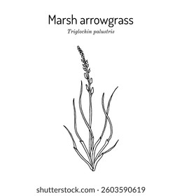 Marsh arrowgrass, Triglochin palustris, medicinal and edible plant. Hand drawn botanical vector illustration