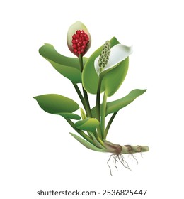 Marsh calla plant (calla palustris) - leaves, stems, white flower, red berries fruits, roots. Wild water coastal plant used for ponds decoration. Vector realistic drawing isolated on white background.