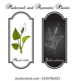 Marsh calla or water-arum (Calla palustris), poisonous and medicinal plant. Hand drawn botanical vector illustration