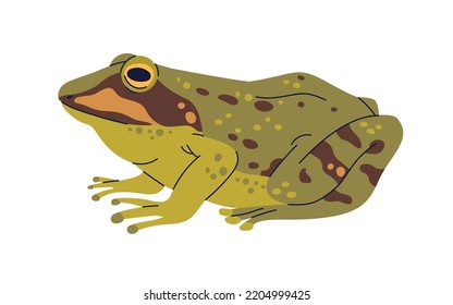 Marsh frog, amphibian animal. European froggy with spotted multicolor skin. Pelophylax ridibundus, spotty froglet side view. Flat graphic vector illustration isolated on white background