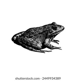 Marsh Frog hand drawing vector isolated on white background. svg