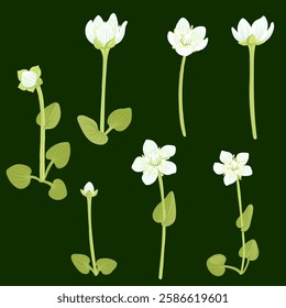 marsh grass of Parnassus, bog star, Parnassia palustris, forest flowers, vector drawing wild plants at dark green background, floral element, hand drawn botanical illustration