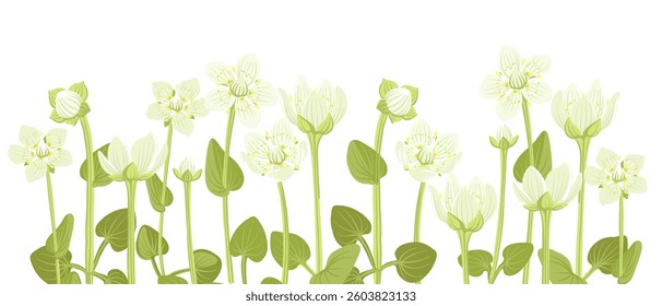 marsh grass of Parnassus, bog star, Parnassia palustris, forest flowers, vector drawing wild plants at white background, floral element, hand drawn botanical illustration