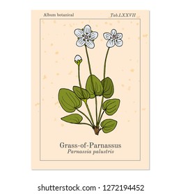 Marsh Grass Of Parnassus (parnassia Palustris), Medicinal Plant. Hand Drawn Botanical Vector Illustration
