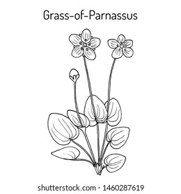 Marsh Grass Of Parnassus (parnassia Palustris), Medicinal Plant. Hand Drawn Botanical Vector Illustration