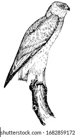 Marsh Hawk have stout hooked beaks and sharp curved claws, vintage line drawing or engraving illustration.