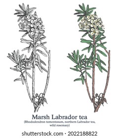 Marsh Labrador tea. Colorful vector hand drawn plant. Vintage medicinal sketch