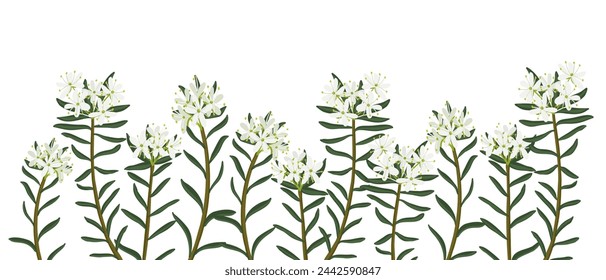 Té de Labrador de pantano, flor de campo, dibujo vectorial de plantas silvestres en fondo blanco, Rhododendron tomentosum, borde floral, ilustración botánica dibujada a mano