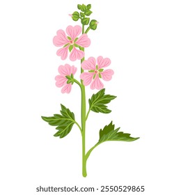 malva de pantano, flor de jardín, Althaea officinalis, Vector dibujando plantas con flores en el fondo blanco, hierba medicinal, ilustración botánica dibujada a mano