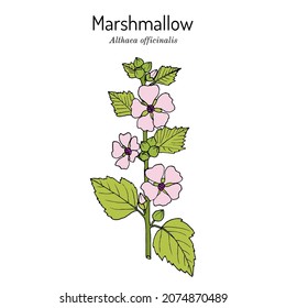 Mallow o malvavisco (Althaea officinalis), planta medicinal y ornamental. Ilustración de vector botánico dibujada a mano