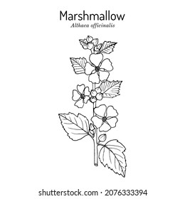 Mallow o malvavisco (Althaea officinalis), planta medicinal y ornamental. Ilustración de vector botánico dibujada a mano