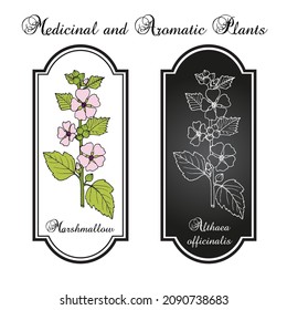 Mallow o malvavisco (Althaea officinalis), planta medicinal y ornamental. Ilustración de vector botánico dibujada a mano