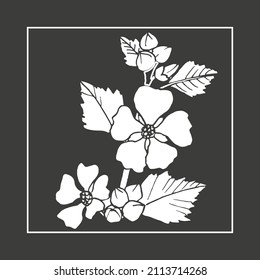 Marsh mallow or marshmallow (Althaea officinalis), medicinal and ornamental plant. Hand drawn botanical vector illustration