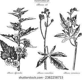 Marsh mallow, marshmallow set, althaea set, althaea officinalis, althaea cannabina, althaea armeniaca. Botanical illustration of marshmallow. Monochrome marshmallow