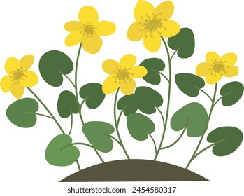 Marsh Marigold (Caltha palustris). Botany illustration in cartoon flat style. Wild yellow spring flowers vector isolated on white background.