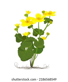 Marsh Marigold or Kingcup (Caltha palustris). Botany illustration in cartoon flat style. Wild yellow spring flowers growing in marshes, fens, ditches and wet woodland. Vector.