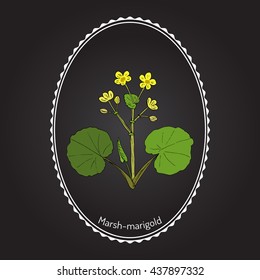 Marsh Marigold or Kingcup (Caltha palustris). Hand drawn botanical vector