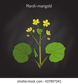 Marsh Marigold or Kingcup (Caltha palustris). Hand drawn botanical vector