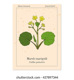 Marsh Marigold or Kingcup (Caltha palustris). Hand drawn botanical vector