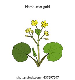 Marsh Marigold or Kingcup (Caltha palustris). Hand drawn botanical vector