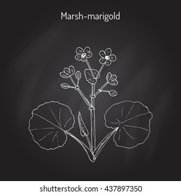 Marsh Marigold or Kingcup (Caltha palustris). Hand drawn botanical vector