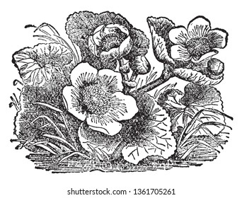 Marsh marigold, known as Caltha palustris and kingcup, is a both small to medium size perennial herbaceous plant of the family Ranunculaceae, vintage line drawing or engraving illustration.