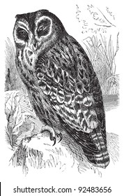 Marsh Owl (Asio capensis) / vintage illustration from Meyers Konversations-Lexikon 1897