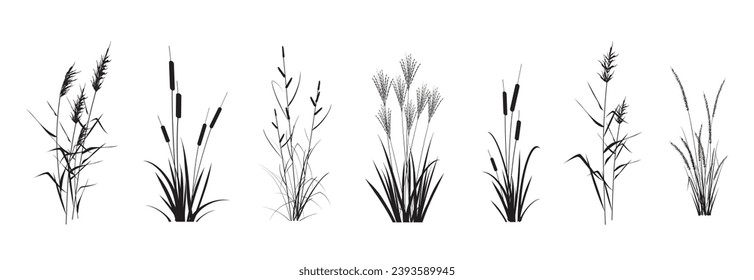 Marsh (pond, river) coastal plants - cattail, reed, cane, miscanthus, sedge, сalamagrostis, isolated on a white background. Vector silhouette drawings set.