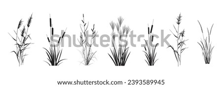 Marsh (pond, river) coastal plants - cattail, reed, cane, miscanthus, sedge, сalamagrostis, isolated on a white background. Vector silhouette drawings set. Сток-фото © 
