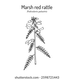 Marsh  red rattle (Pedicularis palustris), medicinal plant. Hand drawn botanical vector illustration