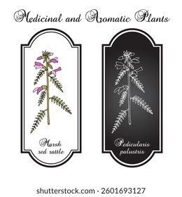 Marsh red rattle (Pedicularis palustris), medicinal plant. Hand drawn botanical vector illustration