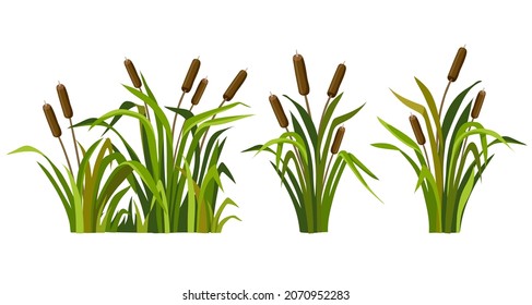 Marsh reed, grass. Set of swamp cattails. Vector bulrush for computer games isolated on white background. 