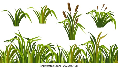 Marsh reed, grass. Set of swamp cattails. Vector bulrush for computer games isolated on white background.