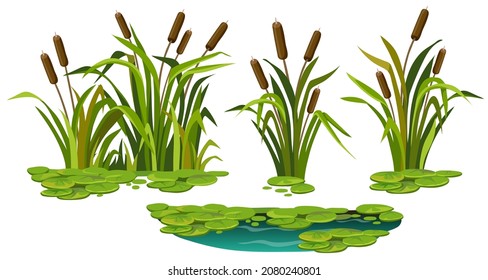 2,620 Illustration of bulrush Images, Stock Photos & Vectors | Shutterstock