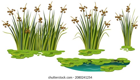 Marsh reed, grass. Set of swamp cattails, water lily in water. Vector bulrush for computer games isolated on white background.