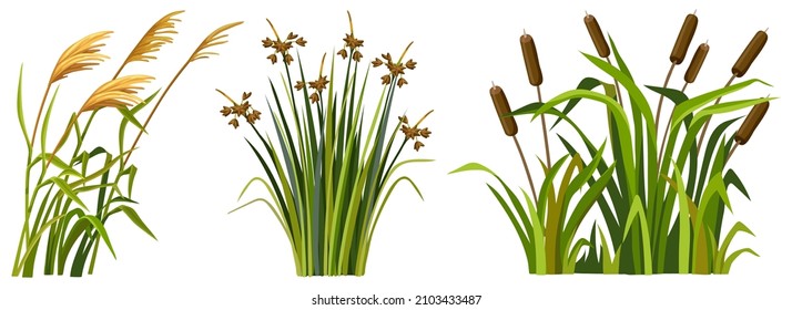 Marsh Reed, Grass. Set Of Swamp Cattails. Vector Bulrush For Computer Games Isolated On White Background.
