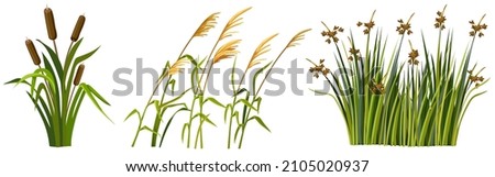 Marsh reed, grass. Set of swamp cattails. Vector bulrush for computer games isolated on white background. Сток-фото © 