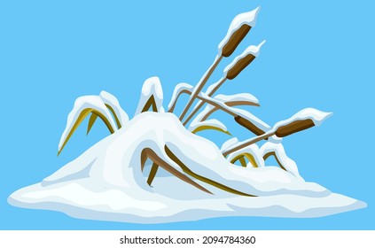 Marsh reed, grass under snow. Swamp cattails winter. Broken weed and snowdrifts. Vector bulrush for computer games isolated on blue background.